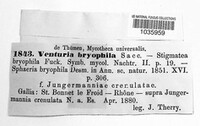 Epibryon bryophilum image